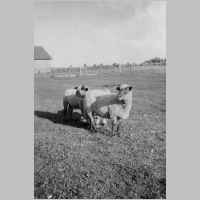 044-0003 Weidende Schafe auf dem Grundstueck von Bauer Henseleit  Links im Bild ein Teil von der Scheune Noreisch Ortsteil Kerlate.jpg